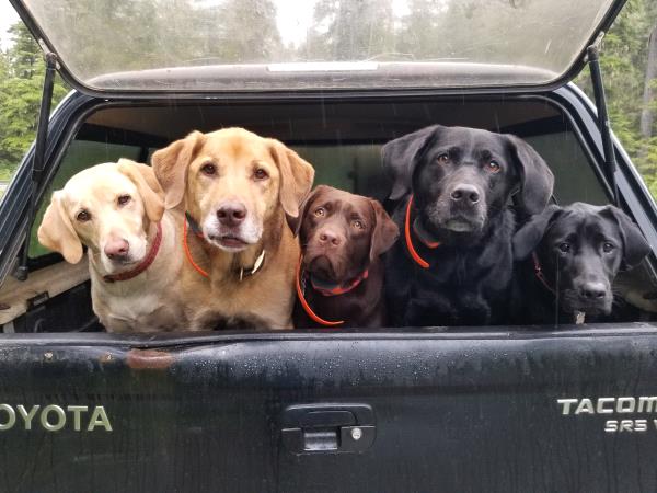 /images/uploads/juneau animal rescue/alaskapets2020/entries/14967thumb.jpg